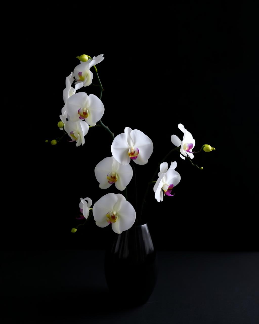 White Orchid Noir